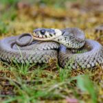 Grass snake on a meadow.
