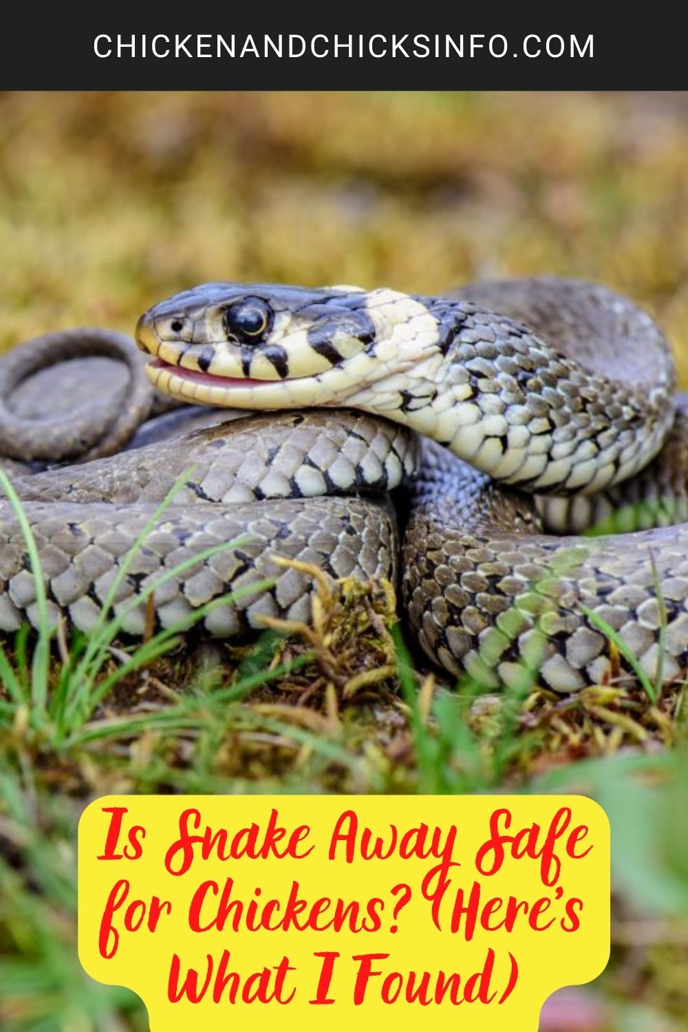 Is Snake Away Safe for Chickens? (Here’s What I Found) poster.
