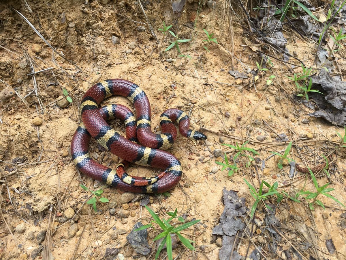 Milk snake on rocky soil.