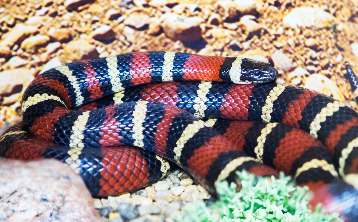 Milk snake on rocky soil close-up.