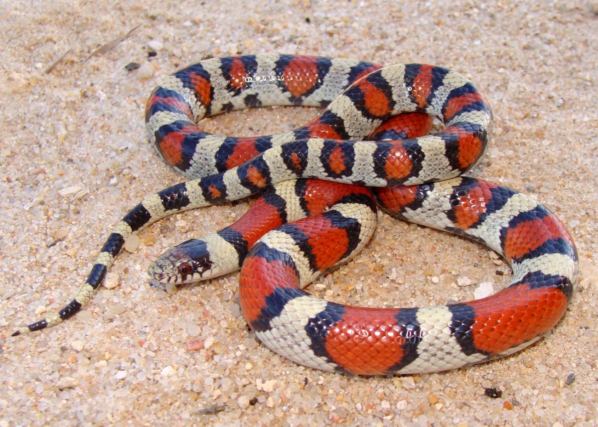 Big milk snake on rocky soil.