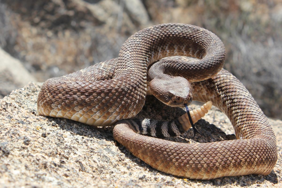 Big rattlesnake on a rock.