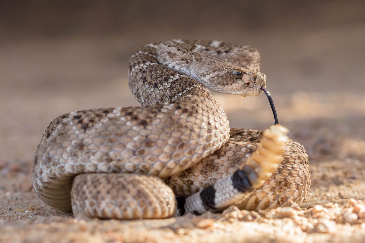 Rattlesnake on a rock.