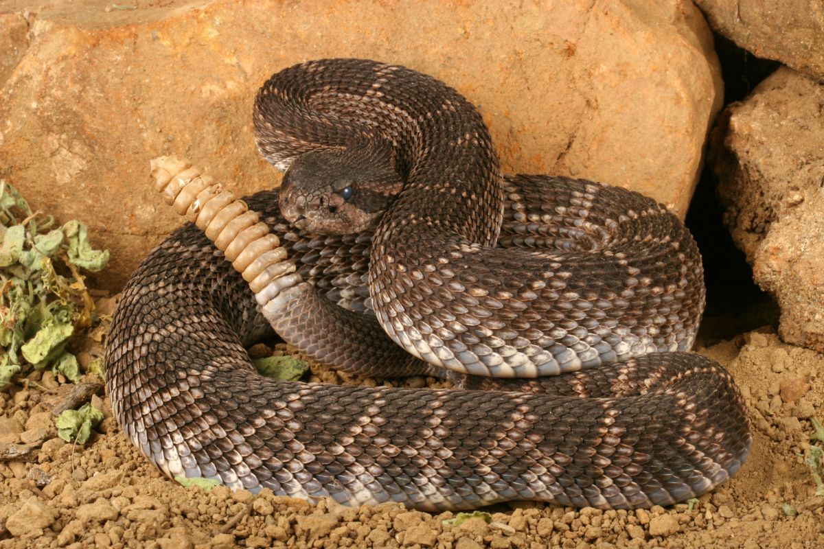 Rattlesnake near rocks.