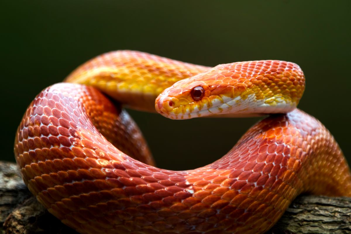 Red rat snake on a wooden branch.