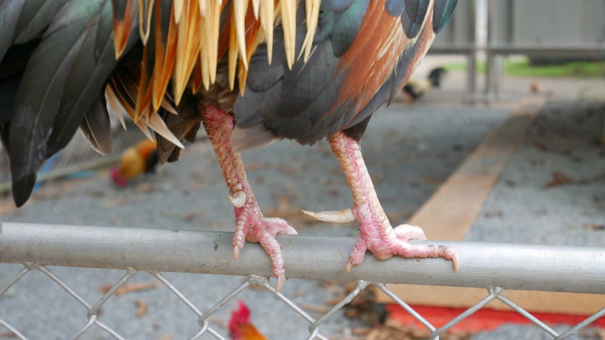 A close-up of chicken spurs on a metal fence.