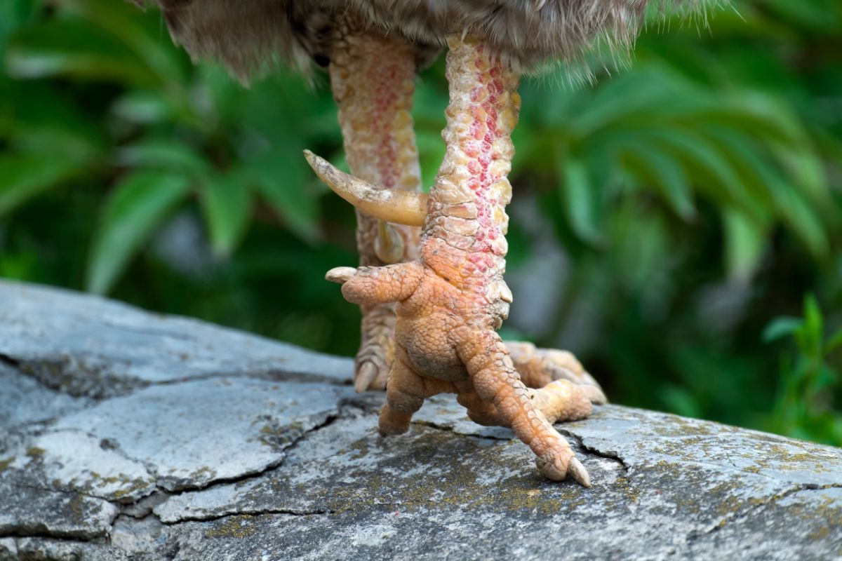 Rooster spurs close-up.