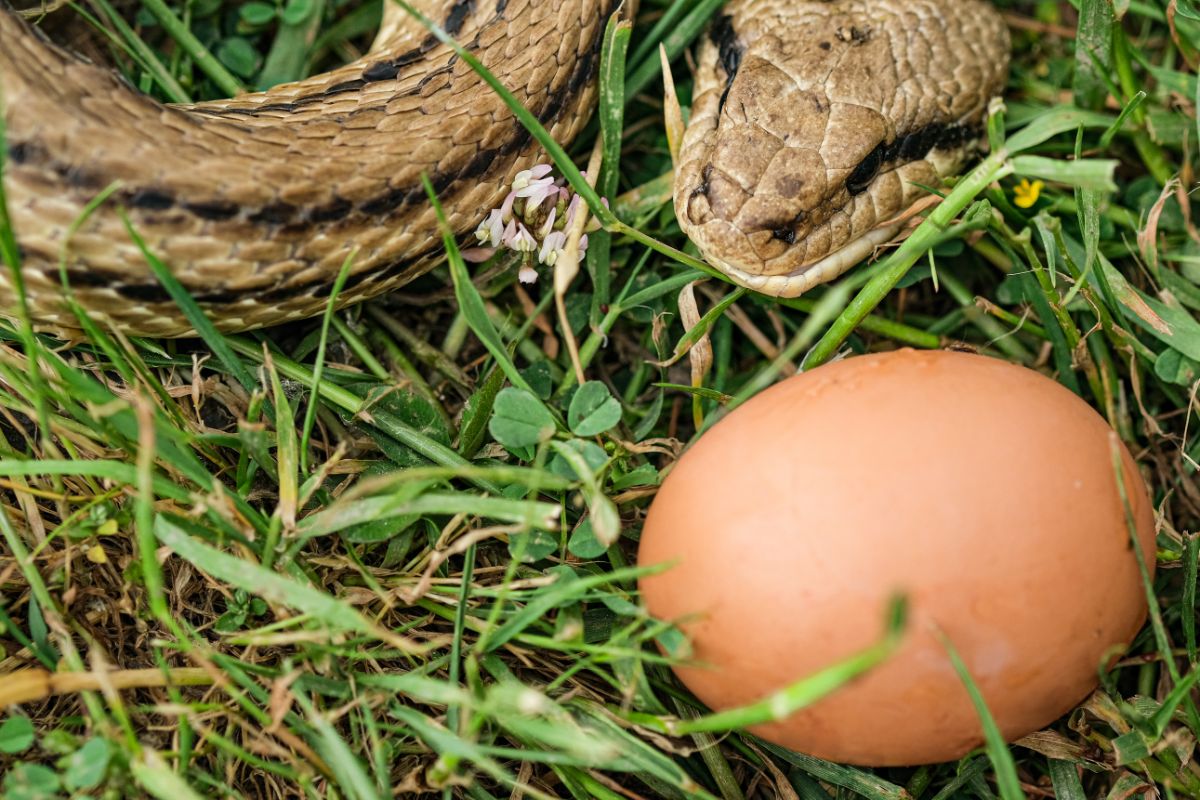 Brown snake near a chicken egg in the grass.
