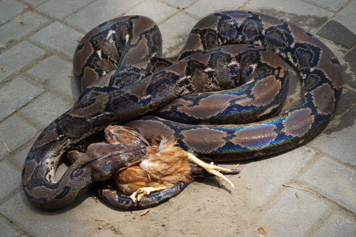 Big snake eating a whole chicken