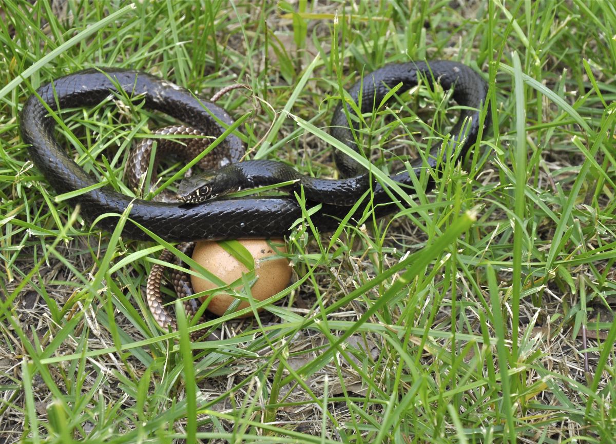 Black snake near a chicken egg in the grass.