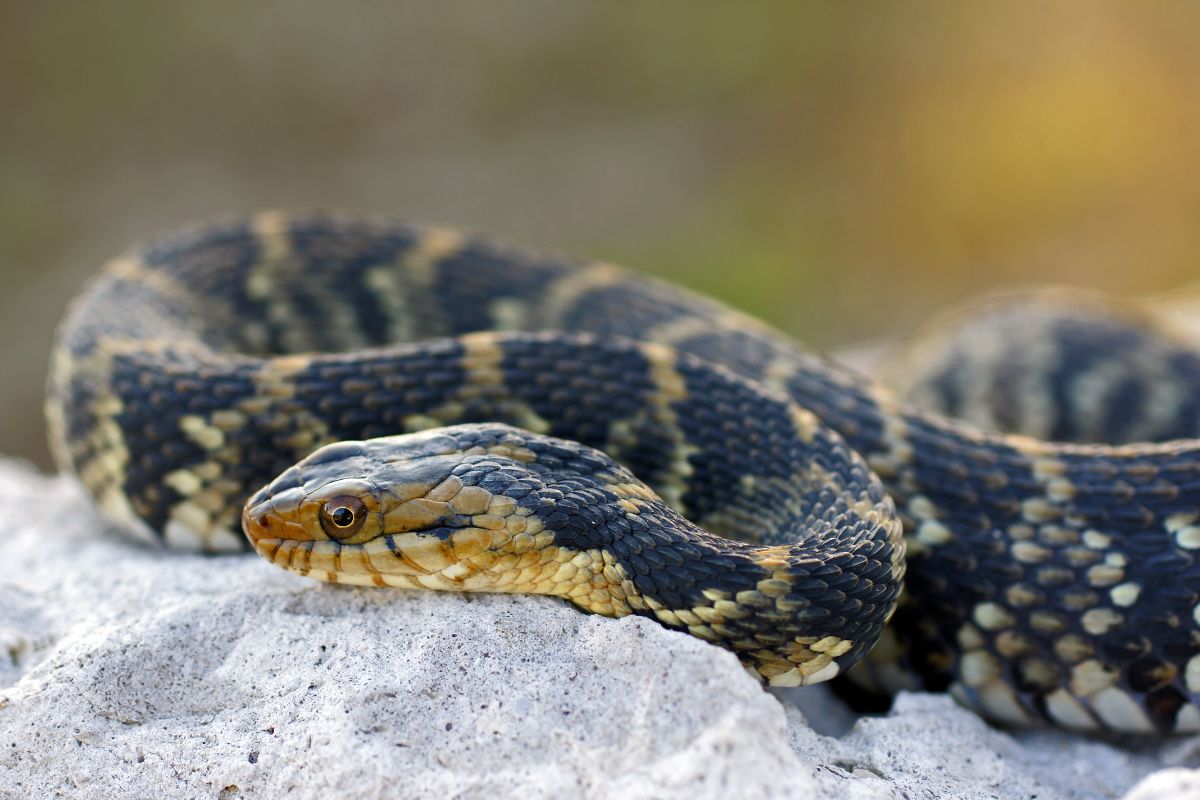 Colorful water snake on the rock.
