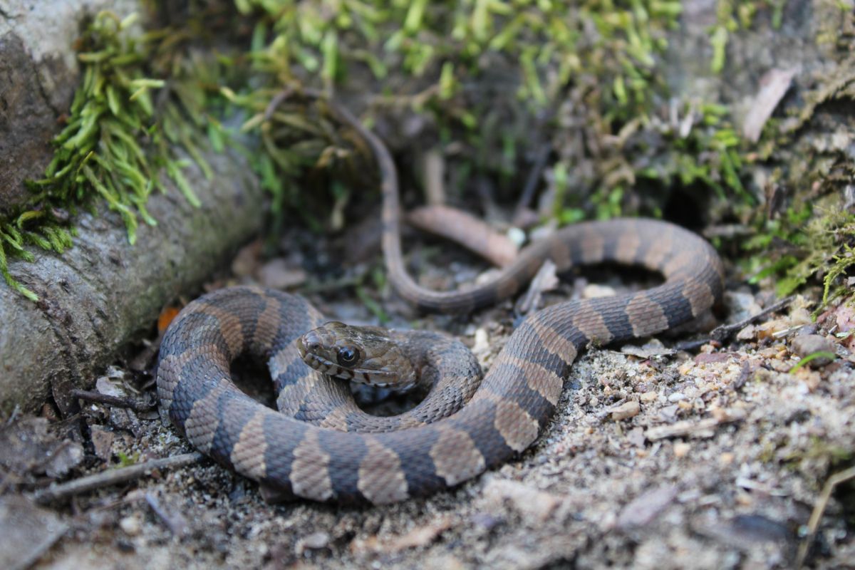 Water snake on rocky soil.