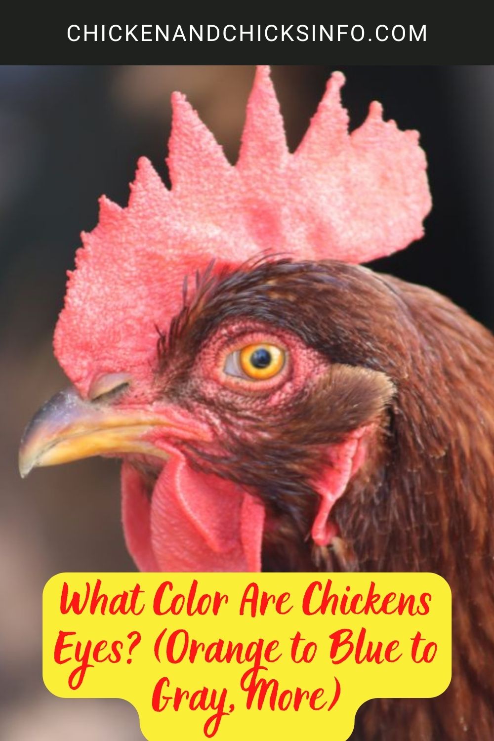 What Color Are Chickens Eyes? (Orange to Blue to Gray, More) poster.
