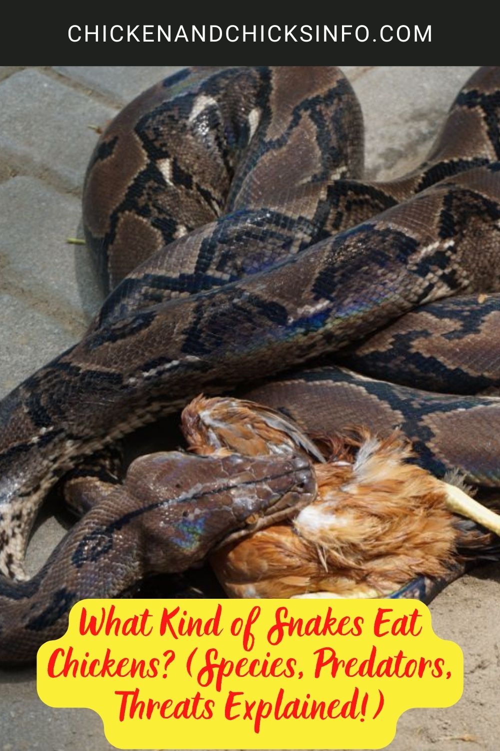 What Kind of Snakes Eat Chickens? (Species, Predators, Threats Explained!) poster.
