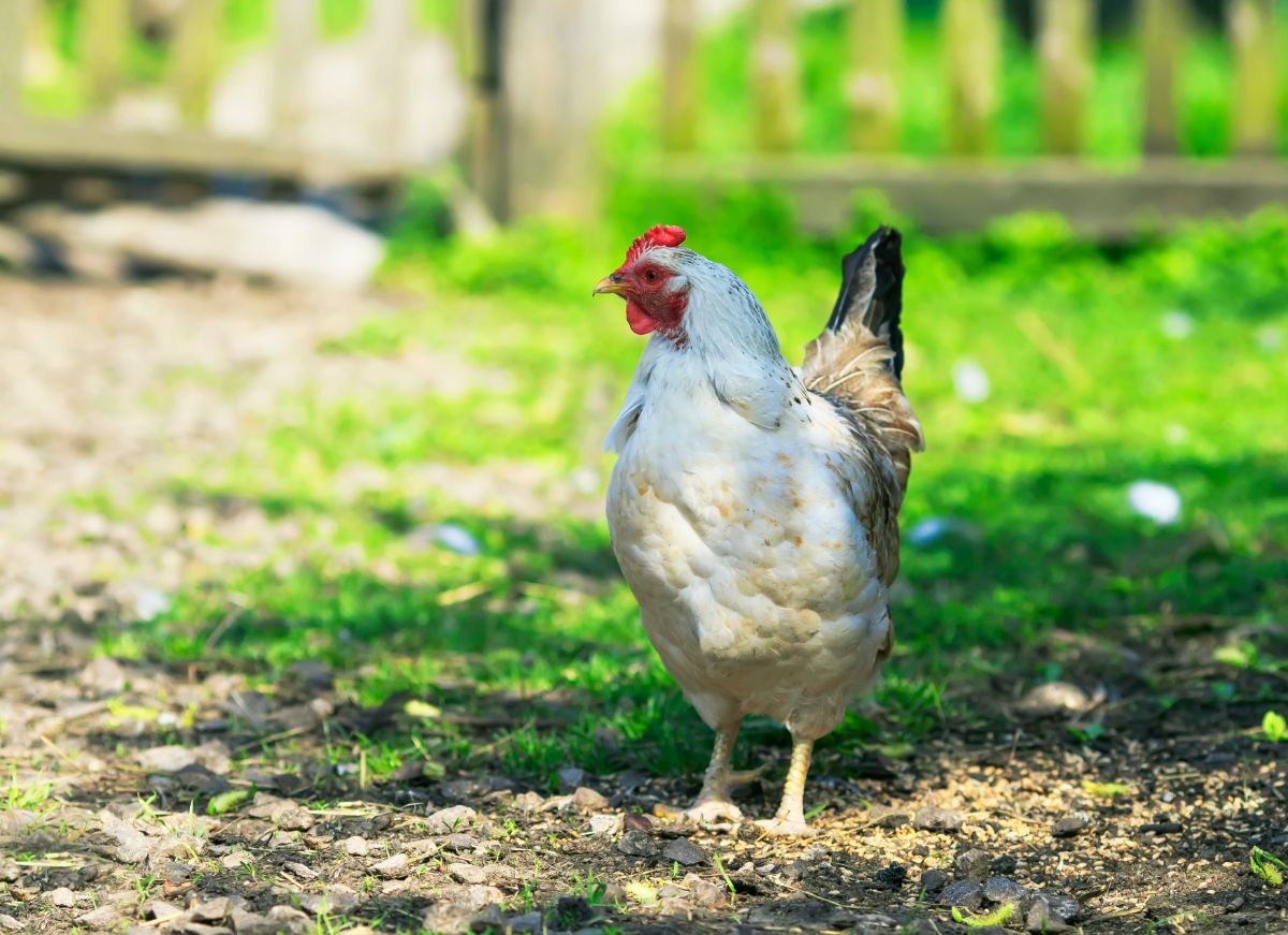 White chicken in a backyard.