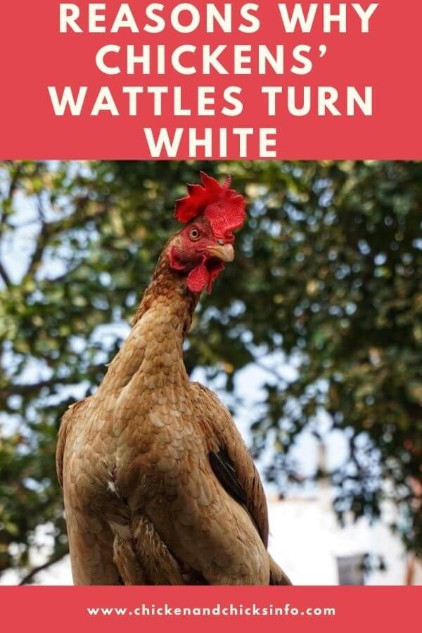 Chicken Wattles Turning White