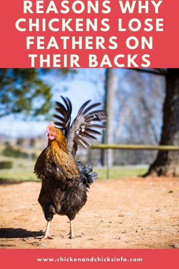 Chickens Losing Feathers on Back