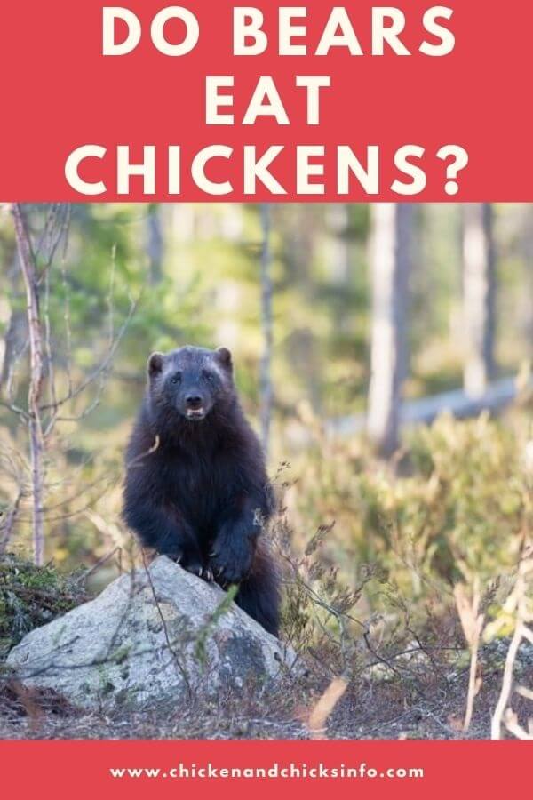 Do Bears Eat Chickens