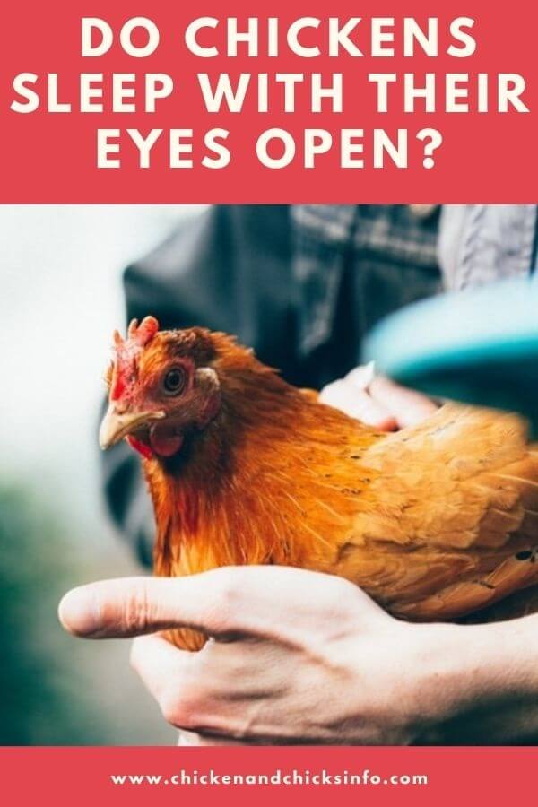 Do Chickens Sleep With Their Eyes Open