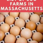 Egg Farms in Massachusetts