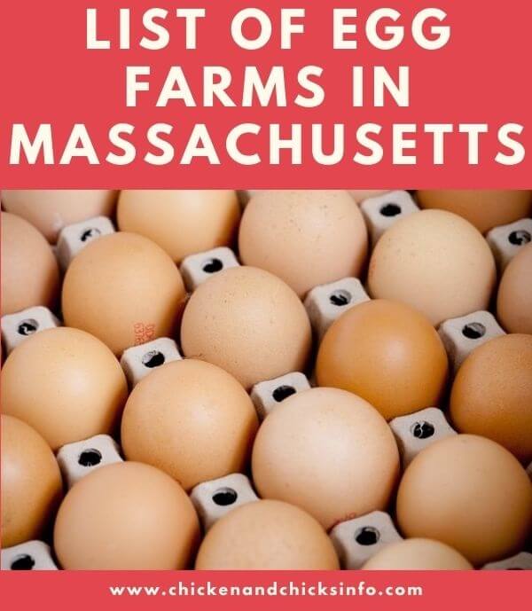 Egg Farms in Massachusetts