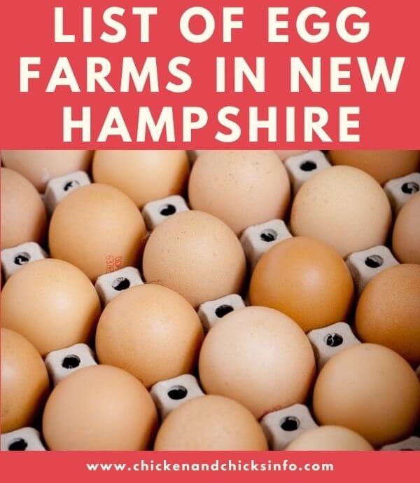List of Egg Farms in New Hampshire Egg Suppliers and Farmers Near You