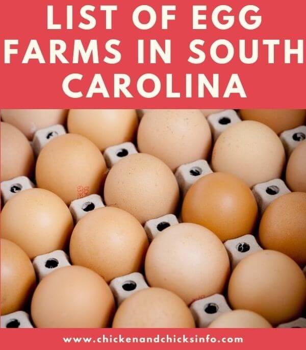 Egg Farms in South Carolina