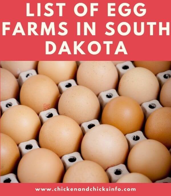 List of Egg Farms in South Dakota Find Suppliers and Egg Farmers Near