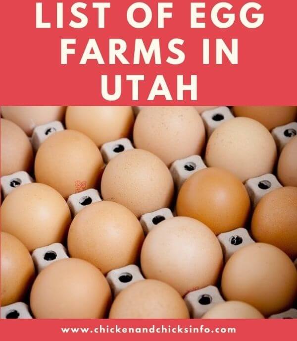 List of Egg Farms in Utah Find Eggs For Sale Near You! Chicken & Chicks Info