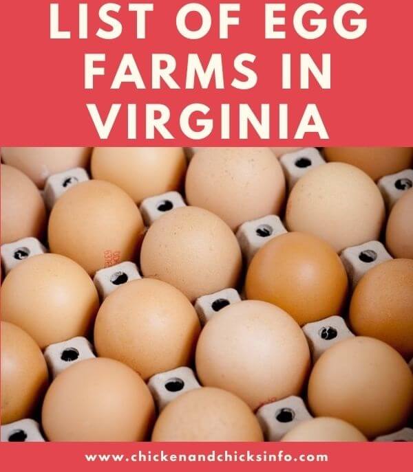 Egg Farms in Virginia