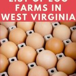 Egg Farms in West Virginia