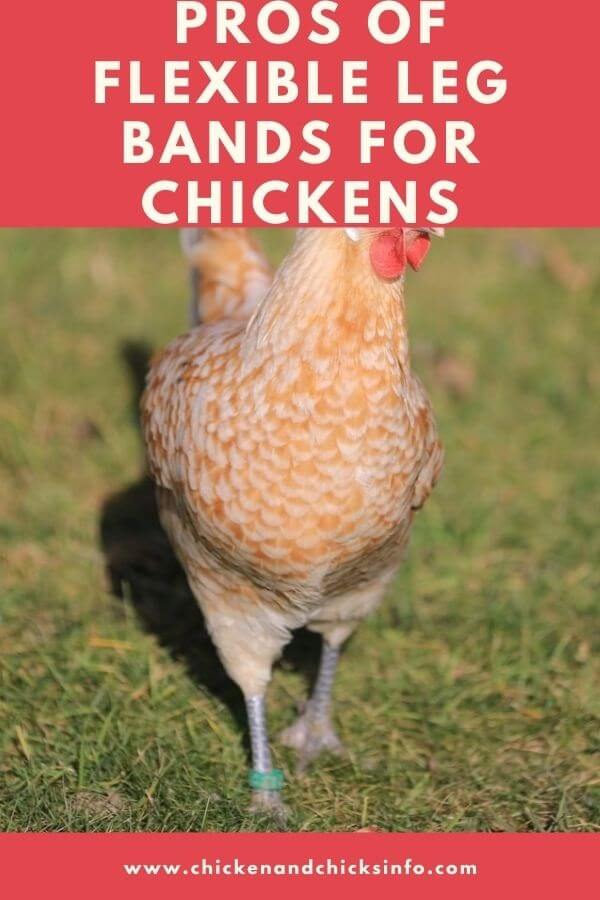 Flexible Leg Bands for Chickens