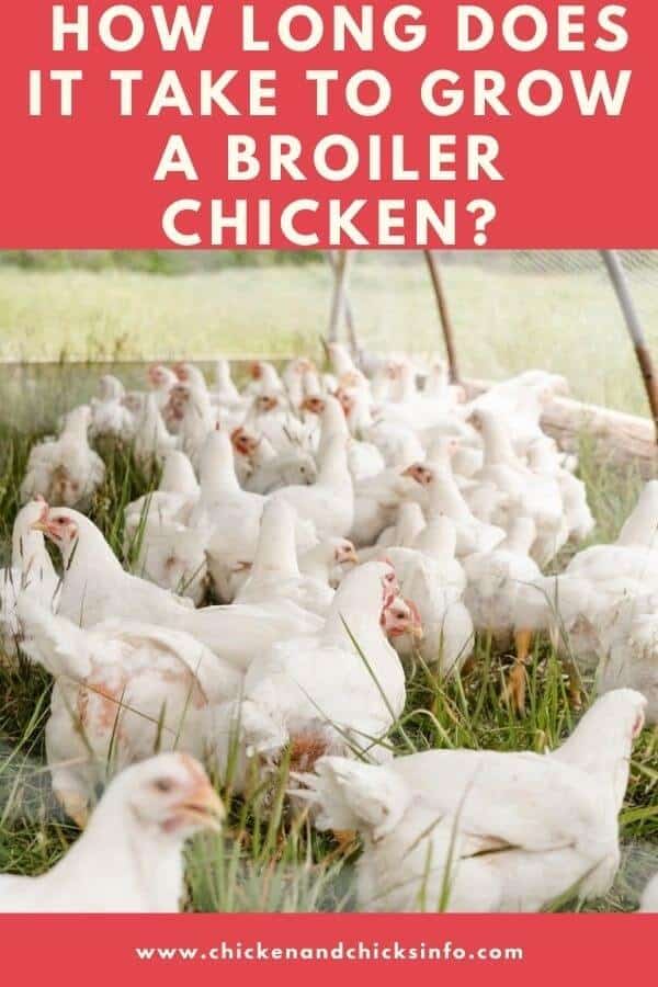 How Long Does It Take to Grow a Broiler Chicken