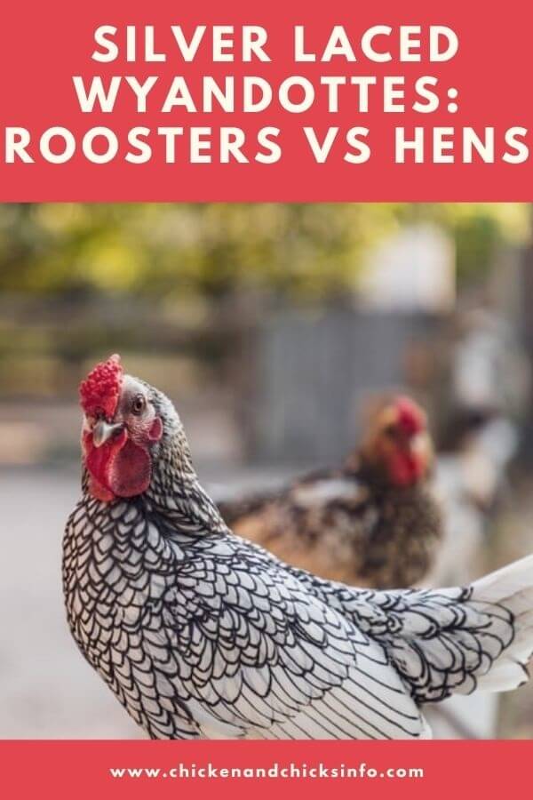 Silver Laced Wyandotte Rooster vs Hen