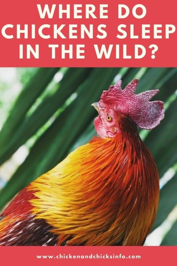 Where Do Chickens Sleep in the Wild