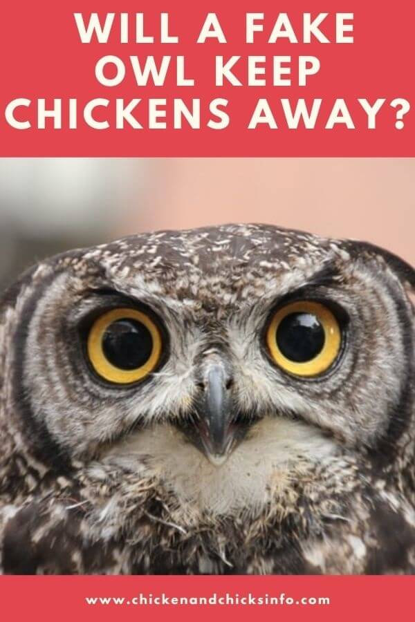 Will a Fake Owl Keep Chickens Away