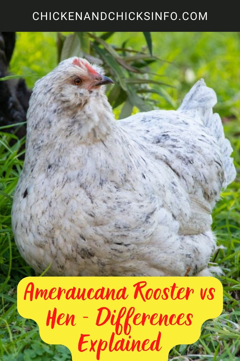Ameraucana Rooster vs Hen - Differences Explained poster.
