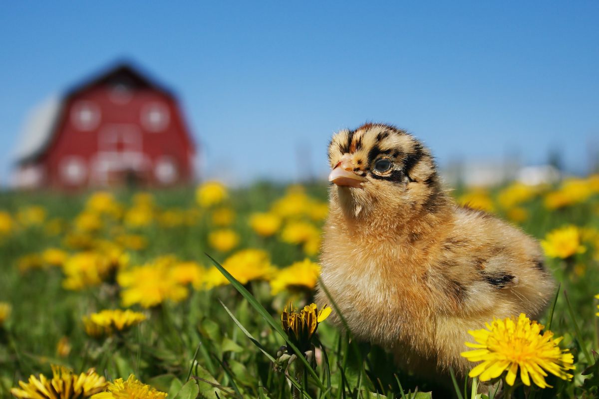 Cute ameraucana chick on a meadow full of yellow flowers.