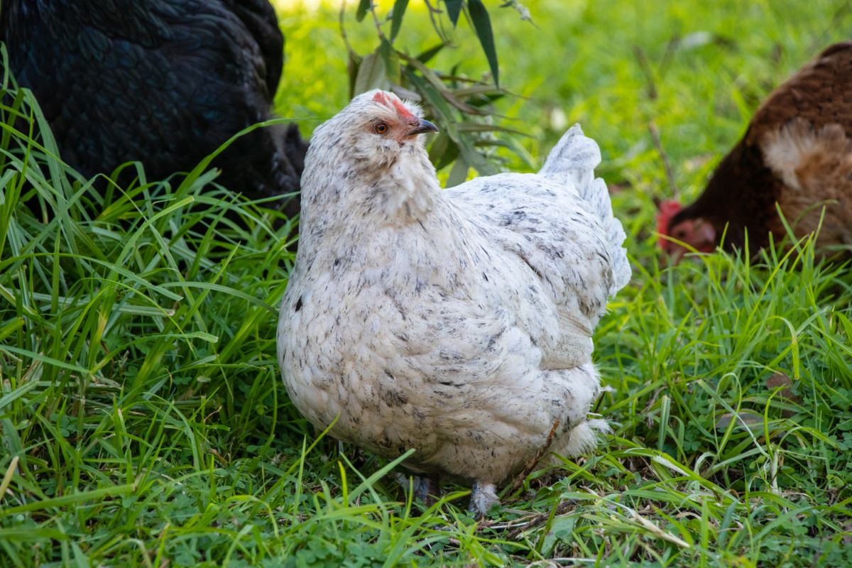 Ameraucana hen walking on green grass.