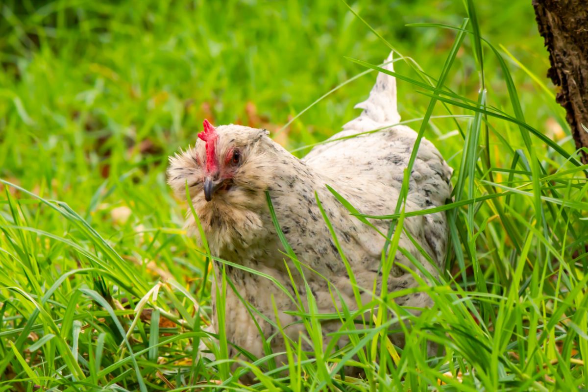 Ameraucana chicken sitting in tall green grass.