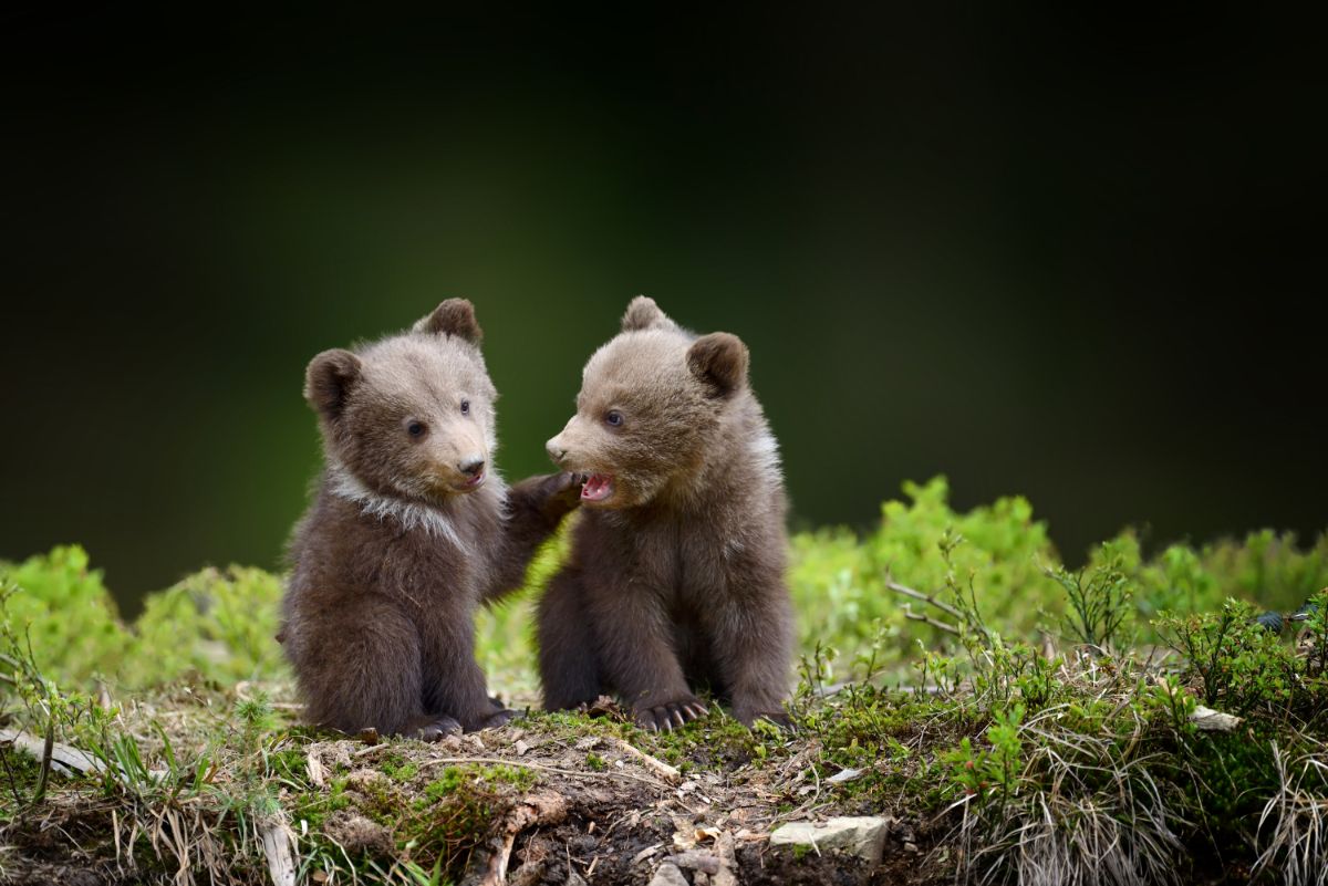 Two brown bear cubs playing together.