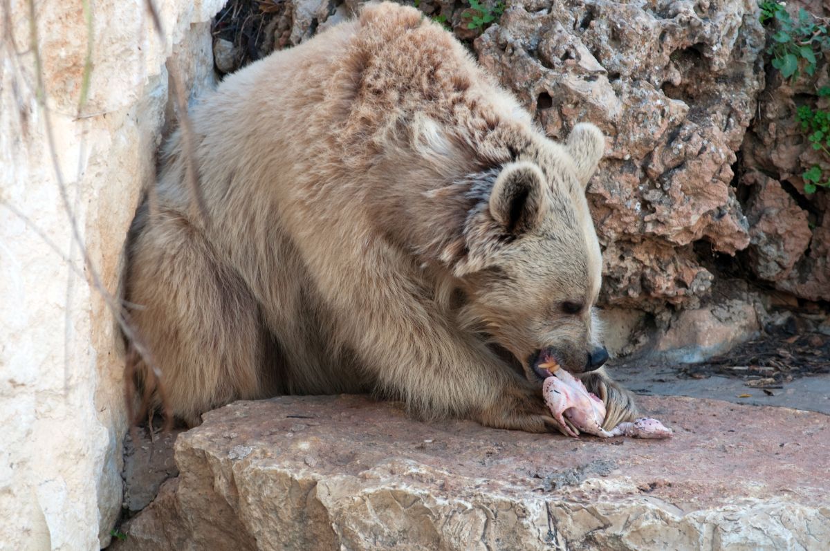 Huge brown bear eating a chicken.