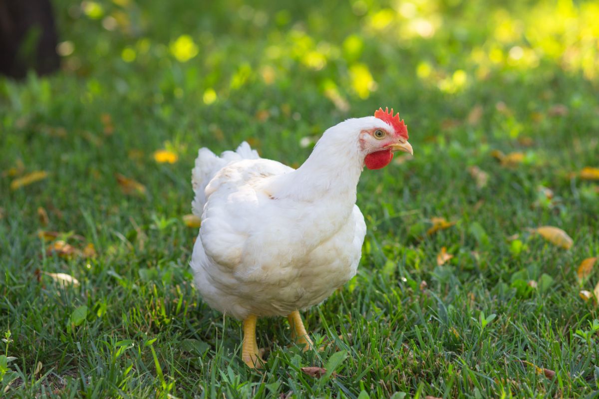 White broiler chicken walking on a green meadow.