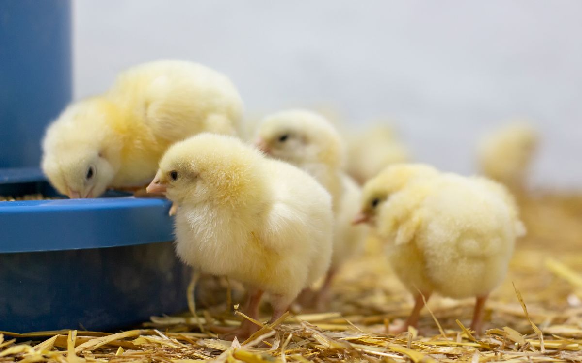 Bunch of tiny cute broiler chicks near a feeder.