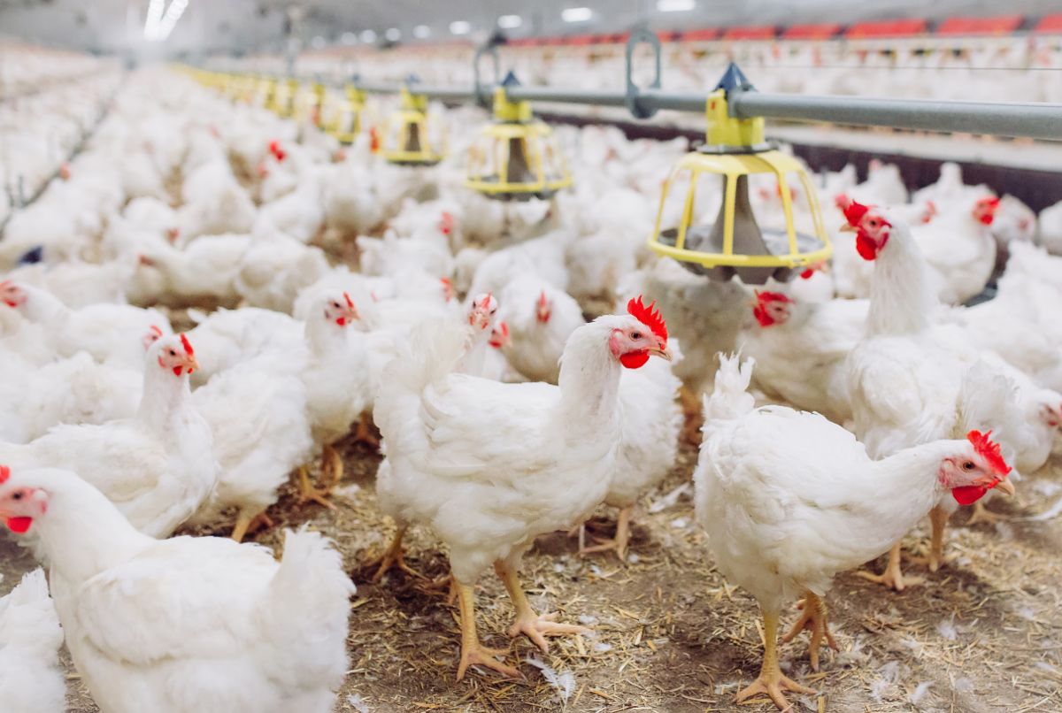 Huge amount of broiler chickens on a farm.