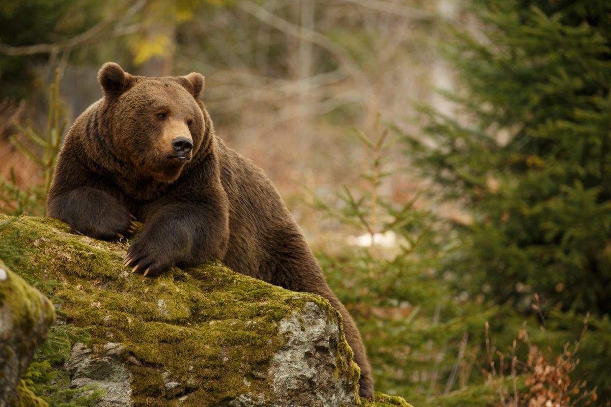 Huge brown bear leaning on a rock in a forest.