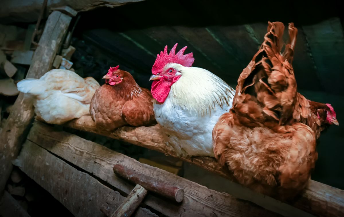 Chickens in a coop preparing for sleep.