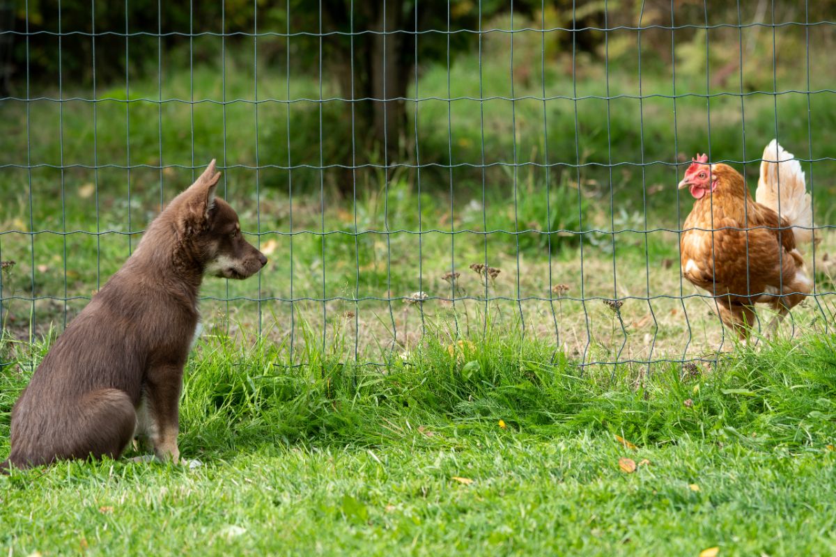 Brown puppy looking at a chicken through a green fence.