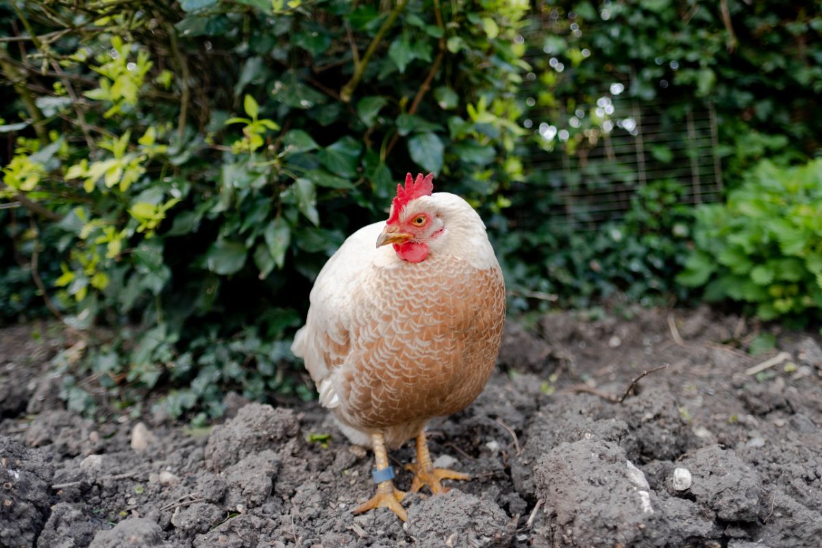 White-brown chicken with a leg ring.