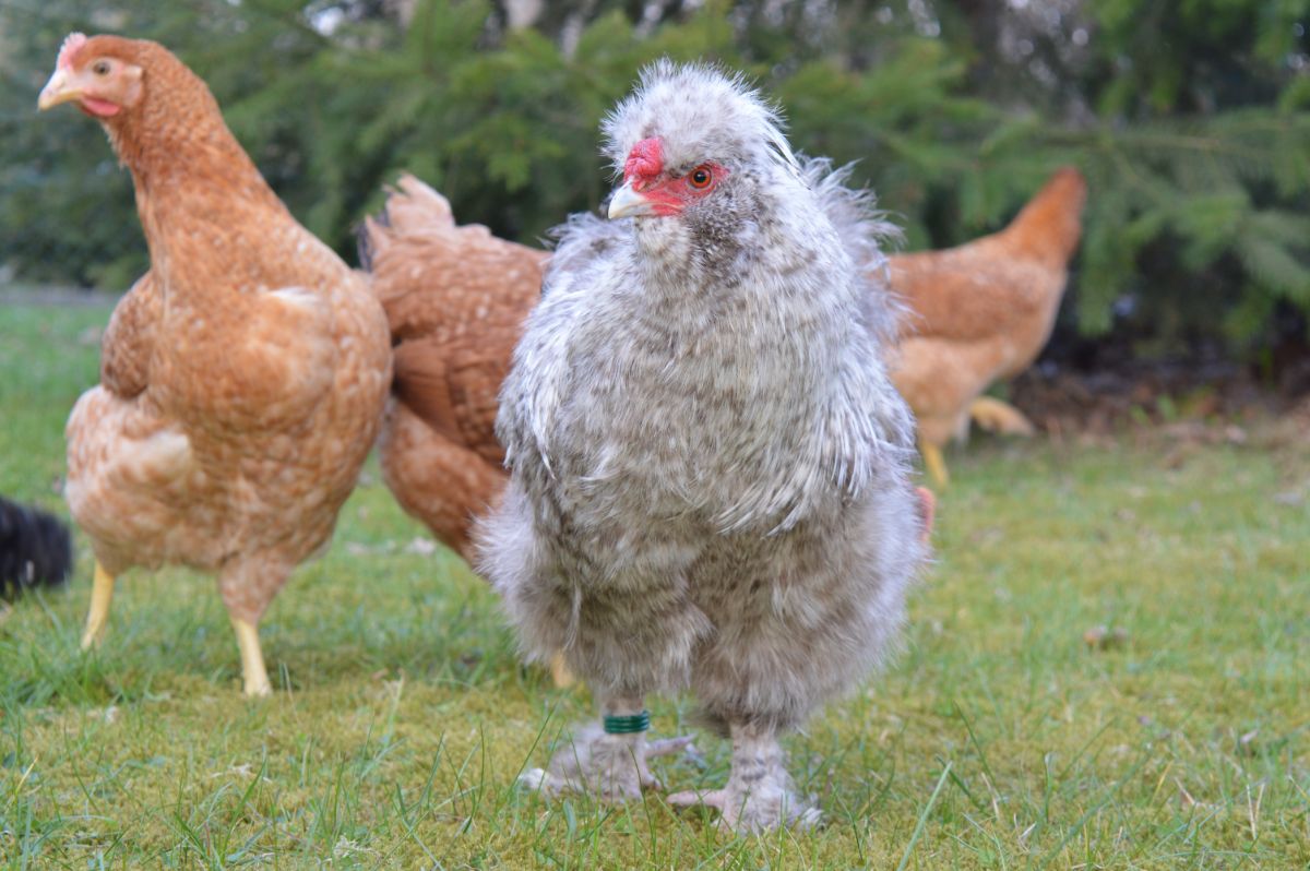 Gray fluffy chicken with a green ring on its leg.